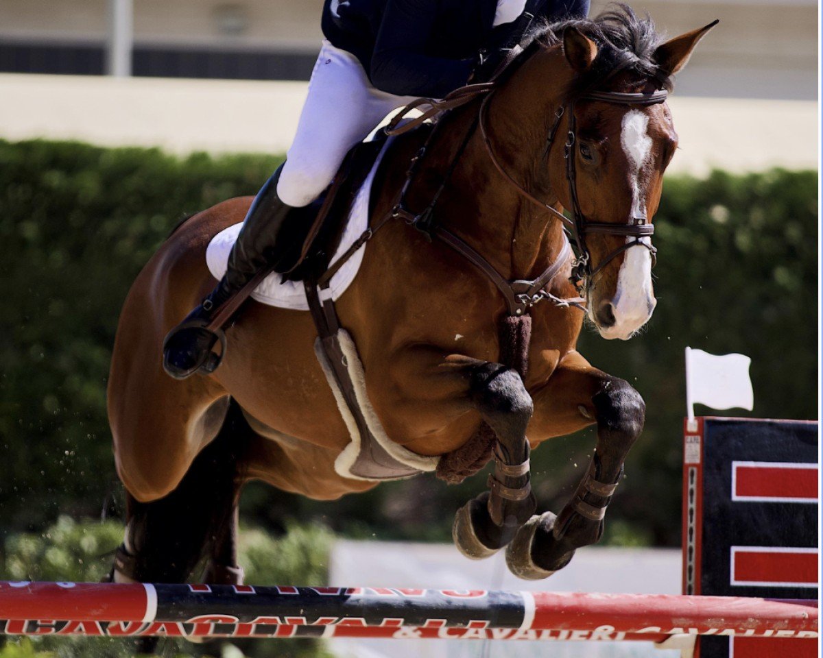 jumper Carl Gb (Oldenburg show jumper, 2016, from Casallco)