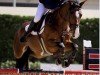 jumper Carl Gb (Oldenburg show jumper, 2016, from Casallco)
