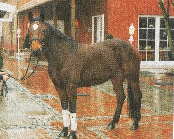 horse Reinhilde (Hanoverian,  , from Rio Branco)