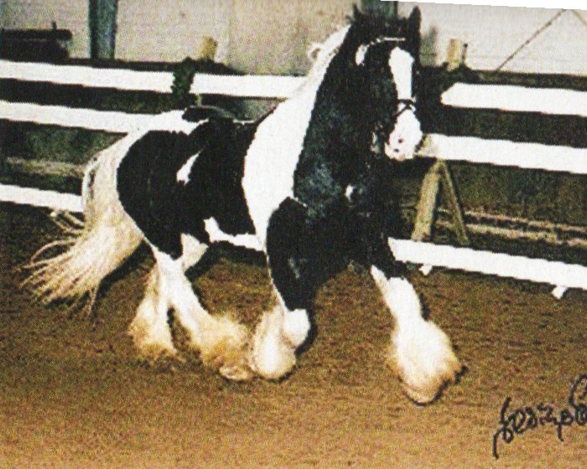 stallion Ginger (Tinker / Irish Cob / Gypsy Vanner, 1994)