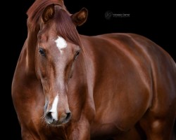 dressage horse Van Verde (Oldenburg, 2018, from Vitalis)