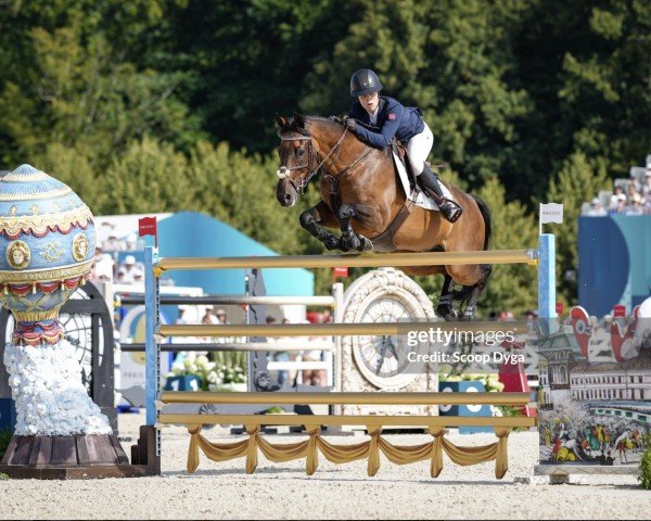 jumper Mistral van de Vogelzang (Belgian Warmblood, 2012, from Elvis Ter Putte)