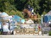 jumper Mistral van de Vogelzang (Belgian Warmblood, 2012, from Elvis Ter Putte)
