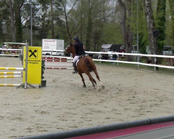 Reitturnier Bregenz 2025