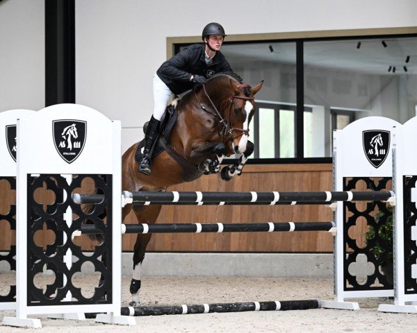 jumper Doerak V (KWPN (Royal Dutch Sporthorse), 2017, from Dencognito)