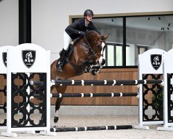 jumper Doerak V (KWPN (Royal Dutch Sporthorse), 2017, from Dencognito)