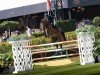 jumper Je Touche Pas (KWPN (Royal Dutch Sporthorse), 2014, from Untouched)
