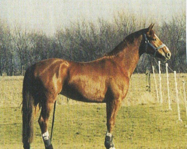 horse Legolas 45 (Hanoverian, 1998, from Landsieger I)
