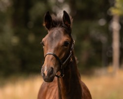 dressage horse Talia NT (Westphalian, 2024, from Trussardi)