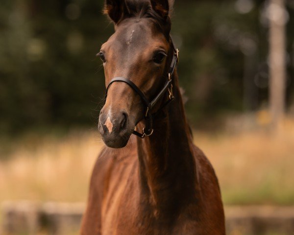 Dressurpferd Talia NT (Westfale, 2024, von Trussardi)