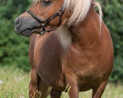 Zuchtstute Glamour v.d. Casterhof (Shetland Pony (unter 87 cm), 2013, von Blitzer v.d. Casterhof)