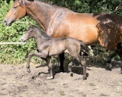 Dressurpferd Secret Rose A (Westfale, 2024, von Sebastino PS)