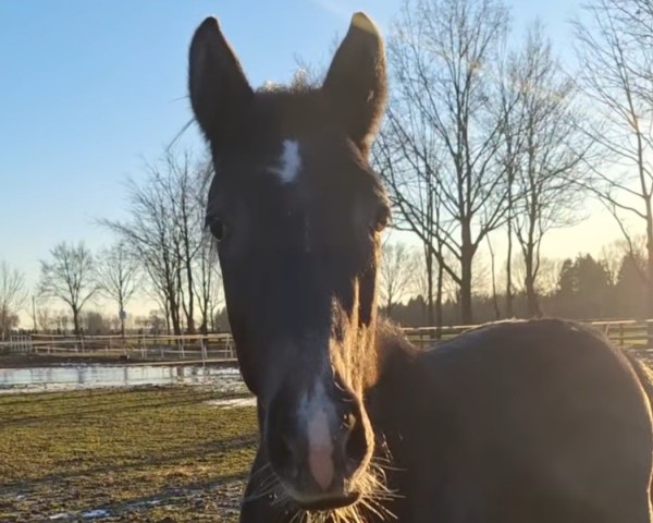 foal by Kiribati NT (Westphalian, 2024, from Khedira)