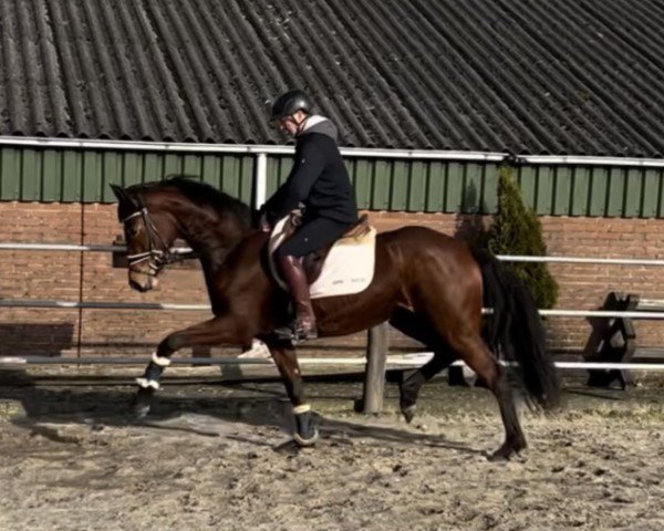 broodmare Vienna A (Hanoverian,  , from Vitalis)