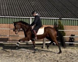 broodmare Vienna A (Hanoverian,  , from Vitalis)