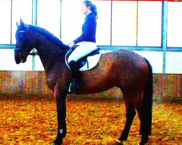 jumper American Gold 2 (German Sport Horse, 2005, from American Pie)