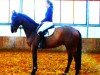 jumper American Gold 2 (German Sport Horse, 2005, from American Pie)