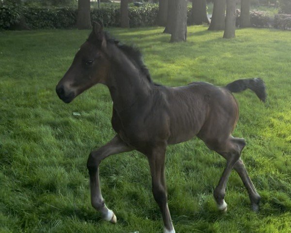 Fohlen von Hengst von Vision / Sir Donnerhall I (Westfale, 2024, von Vision)