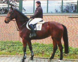 jumper American Alice (German Warmblood, 2005, from American Pie)