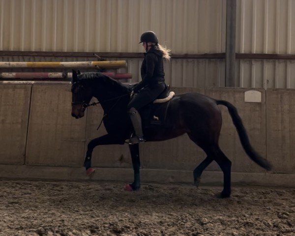broodmare Valencia A (Hanoverian, 2021, from Valverde NRW)