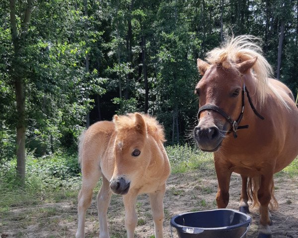 Pferd Goldwyn Blexy von Saksen (Dt.Part-bred Shetland Pony, 2021, von Crazy colours Made in Germany)