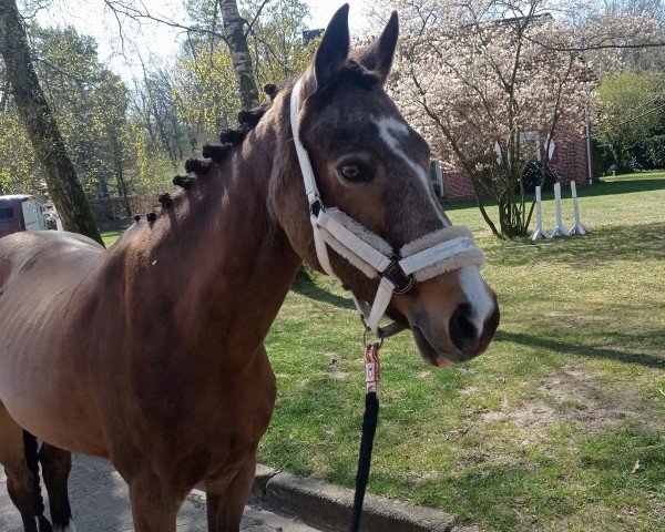 Zuchtstute Mabelle C (Deutsches Reitpony, 2012, von FS Mr. Right)