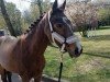 Zuchtstute Mabelle C (Deutsches Reitpony, 2012, von FS Mr. Right)