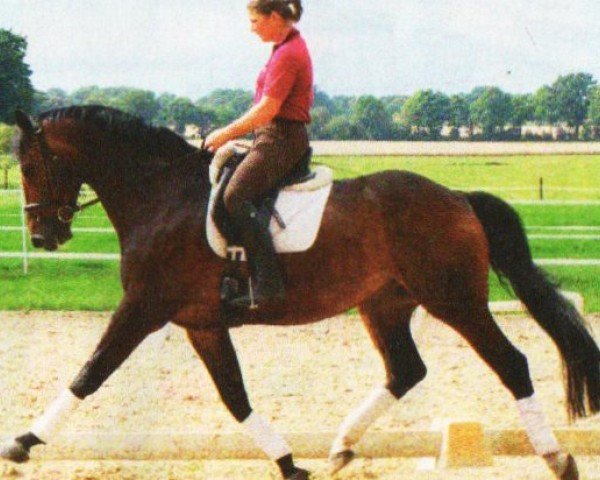 dressage horse Compagnon S (Brandenburg, 2001, from Compliment)