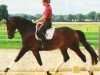 Dressurpferd Compagnon S (Brandenburger, 2001, von Compliment)