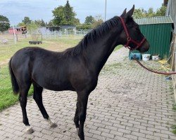 Springpferd Air-Win (Deutsches Sportpferd, 2024, von Air King)