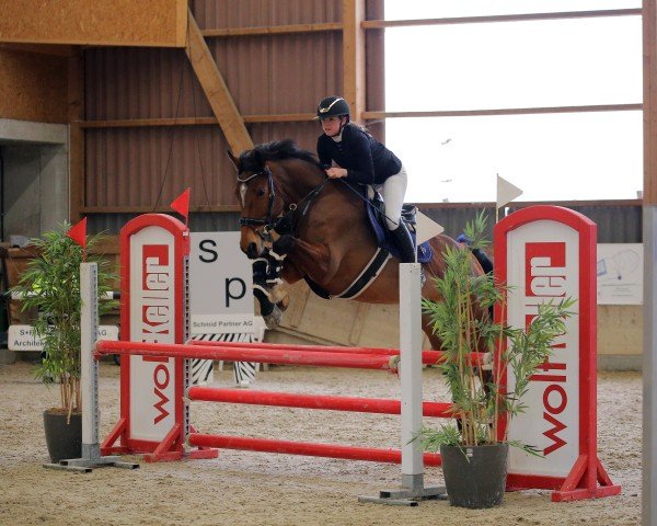 jumper Chacassina (German Sport Horse, 2018, from Shalom D'Altenbach)