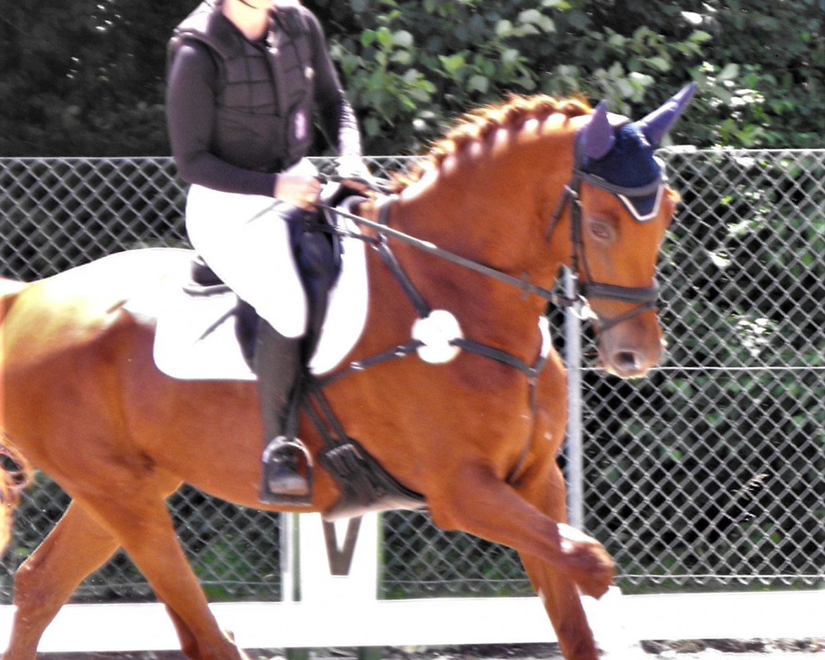 jumper Inspiration R (German Sport Horse, 2016, from Icare d'Olympe AA)