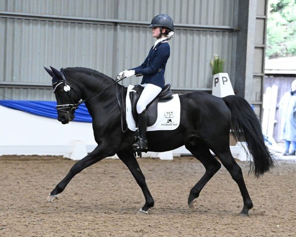 stallion Brando SD (UK Pony,  , from Hilkens Black Delight)