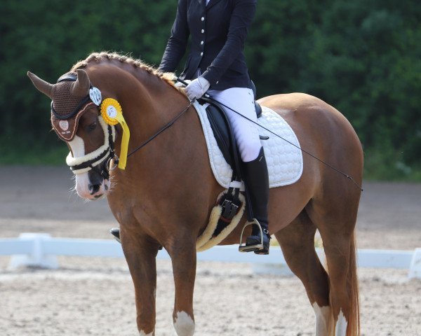dressage horse Kanzi van buur (Dutch Pony m.arab.Blutant., 2015, from Kosmo van Orchid's)