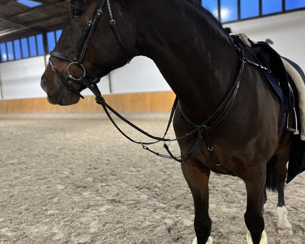 jumper Zorro's Boy 3 (KWPN (Royal Dutch Sporthorse), 2013, from Zorro)