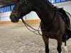 jumper Zorro's Boy 3 (KWPN (Royal Dutch Sporthorse), 2013, from Zorro)