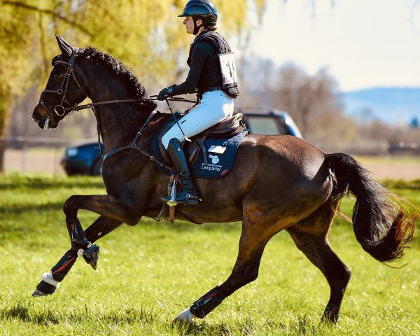 Springpferd Fred Feuerstein W (Oldenburger Springpferd, 2015, von Feuerwasser)