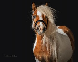 horse Galys Vray von Saksen (Shetland Pony (unter 87 cm), 2018, from Empires Statement vom Wolfachtal)