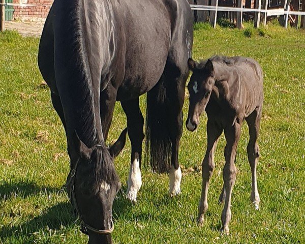 foal by Leonardo FS (Westphalian, 2025, from Lord Europe)
