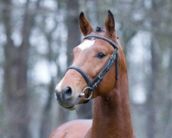 stallion Cesandro (Holsteiner, 2012, from Cero)