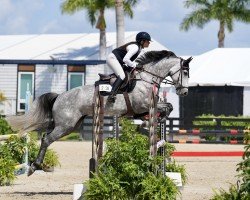 jumper Claire 211 (Oldenburg show jumper, 2019, from Central Park 6)