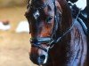 dressage horse Sunrise Sp (Hanoverian, 2012, from San Amour I)