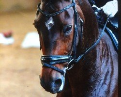 Dressurpferd Sunrise Sp (Hannoveraner, 2012, von San Amour I)