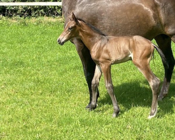 jumper Royal Warina F (KWPN (Royal Dutch Sporthorse), 2021, from El Barone 111 Z)