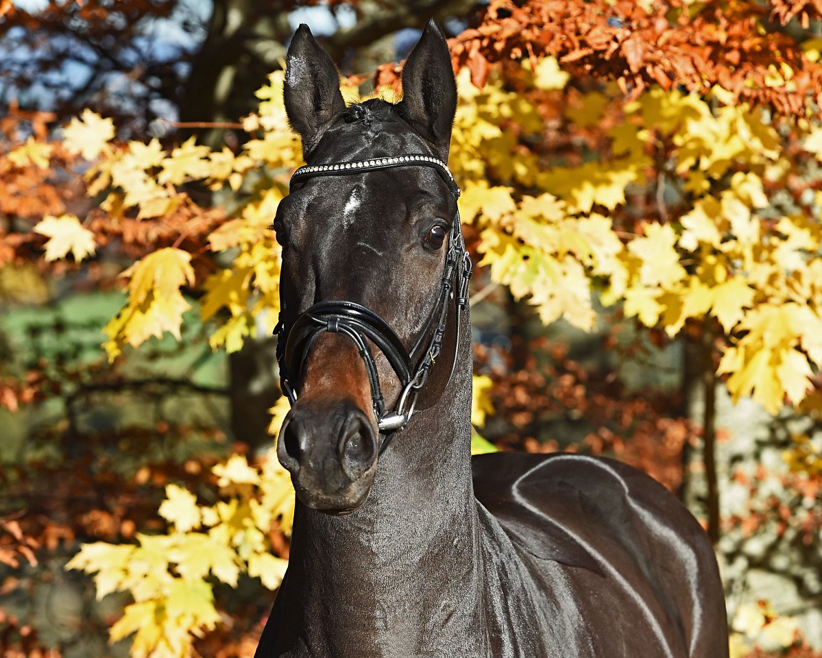 stallion Nabab de Volée (Holsteiner, 2012, from Nabab de Rêve)