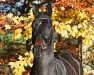 stallion Nabab de Volée (Holsteiner, 2012, from Nabab de Rêve)