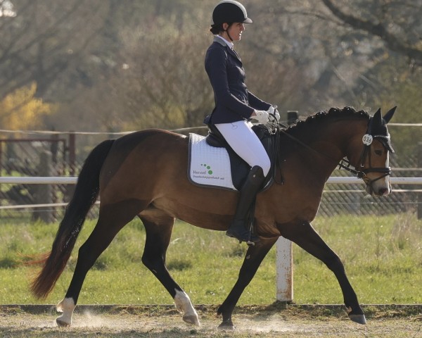 dressage horse Dessimira (German Sport Horse, 2019, from Escamillo)
