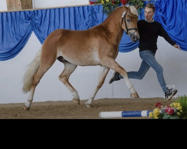 stallion Nobelix (3,32% ox) (Edelbluthaflinger, 2014, from Novill)