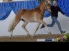 stallion Nobelix (3,32% ox) (Edelbluthaflinger, 2014, from Novill)