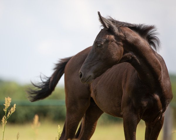 dressage horse Fürst Filou P (Oldenburg, 2021, from Fürst Zonik PS)